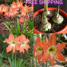 4 Amaryllis Lily Orange Hippeastrum Beautiful garden flower bulbs Roots with