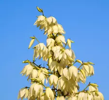 Yucca angustifolia - -