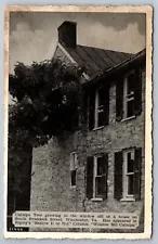 Catalpa Tree. South Braddock Street. Winchester Virginia Postcard.