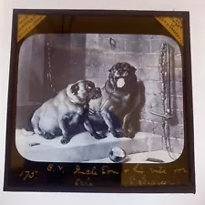 Antique Magic Lantern Slide 2 Dogs Drawing Uncle Tom And His Wife For Sale