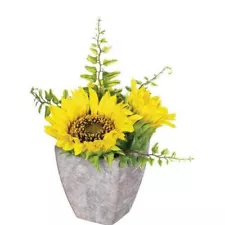 perennial sunflower plants for sale