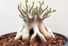 adenium obesum desert rose for sale