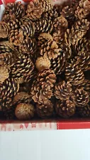 Pine Cone Lot 300 For Sale Crafts Bristlecone Brown Black Hand Picked USA