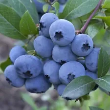 blueberry seeds for sale