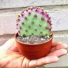 6CM Succulent Cactus Live Plant Opuntia Santa Rita Cactaceae Home Garden Rare