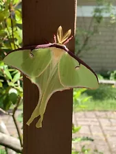 luna moth for sale