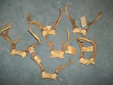 6 Michigan Whitetail DeerAntler Sets w/1980's Kill Tags - Cabin Decor - Lot B