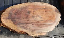 Distressed,Beautiful Black Walnut rough Cut, Cookie for crafting, Air Dried 2015