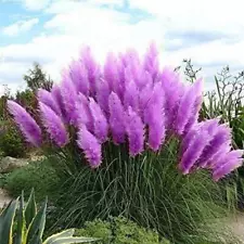 100/200x Purple Pampas Grass Seeds Rare Unusual Stunning Garden Plant *