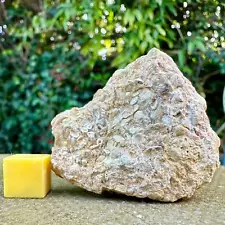 Jurassic Coral Fossil from Wiltshire, UK - Genuine Fossils for Sale