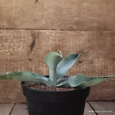 D2130 AGAVE GIPSOPHILA pot14-H11-W23 cm MaMa Cactus