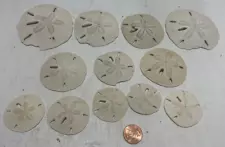 Lot Of 13 Various Sized Sand Dollars