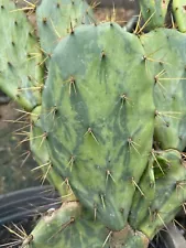 rare cactus plants for sale cutting Opuntia dillenii variegated 2 Pad