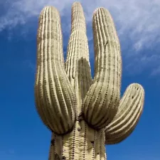 Rare Saguaro Cactus Seeds - 10 Exquisite Carnegiea Giganteas Seeds