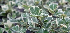 Ficus Triangularis variegated 2-3ft LIVE PLANT - Triangle fig tree variegata