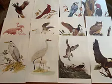 12 Audubon Bird Prints