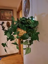 Artificial Hanging Plant & Pot with Chain #2413LB5