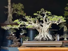 ficus bonsai for sale