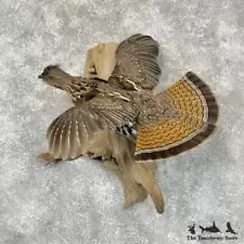 #29566 P | Ruffed Grouse Taxidermy Bird Mount For Sale