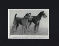 Lakeland Terrier "Charming" - 1934 Vintage Dog Art "Photo" Print - CUSTOM MATTED