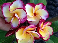 "DRAGON TEARS" FRAGRANT PLUMERIA CUTTING 7-12 INCH WITH ROOTED PLANT FRESH