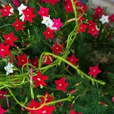 100 Seeds of Cypress vine for Planting Lovely Flower New Seeds.