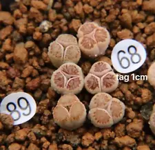 6CS Sale 1cm 3 leaf Succulent Live Plant Lithops Kikusiyo Giyoku