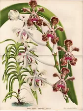 1865 van Houtte Antique Print: Vanda suavis h orchid, flower botanical decor