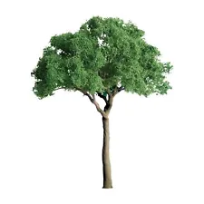 JTT SCENERY 94287 PROFESSIONAL SERIES 2.5" GREEN JACARANDA TREE 3/PK HO-SCALE