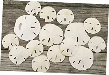 New ListingSand Dollar | 2"-3 1/4" Imperfect Sand Dollars | 15 Defective Real Sand