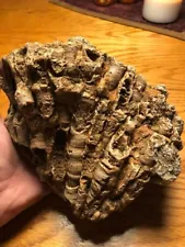 Fossilized Horn Coral Colony Rugose Devonian Era Trigg, Co. KY Cumberland River