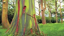 LIVE PLANT TREE Rainbow Eucalyptus, Mindanao Gum, Bagras, Kamarere, Deglupta 3ft