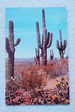 Prickly Pear Cactus Blooms - Saquaros Cactus