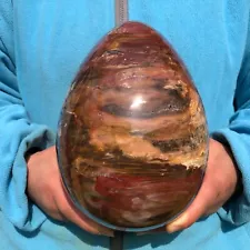 11.4LB Natural wood fossil quartz crystal egg mineral specimens healing