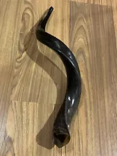 real animal horns