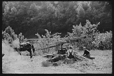 Pressing juice from sugarcane to make sorghum molasses, Racine, West Virginia