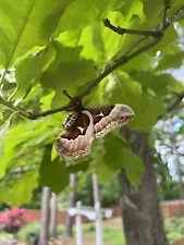 1x Callosamia Promethea Moth Cocoon