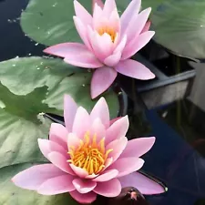 New ListingLive Aquatic Hardy Water Lily | Pre-Grown Pre-Rooted Hardy Water Lily for You...