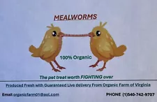 2000 Live Mealworms For Lizards, Birds, Chickens And Sports Fishing