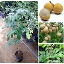 Grafted Longan Diamon River Tropical fruit tree 3-4ft