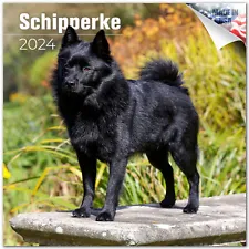 Schipperke Dog Breed Calendar 2024 FULL SIZE 12x24 Made in USA