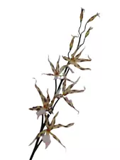 Artificial Spotted Oncidium Papilio SP. Spider orchid stem. Silk orchids.