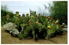 Prickly Pear Cactus With Flat Spiny Pads Cactus Postcard