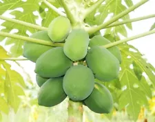 50 Papaya Seeds Chaenomeles Pawpaw Seed Organic Heirloom