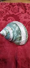 New Listing3" Large Pearl Banded Green Natural Conch Seashell Hermit Crab Shell Jade Turbo