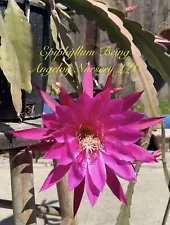 Epiphyllum Being Cutting Unrooted 8”-10” Long