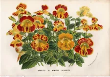 1865 van Houtte Antique botanical print: Mimulus monkey flower, floral