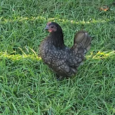 5+1 Serama Bantam Hatching Eggs 4-H Kikiriki Teacup Chicken