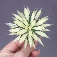 5CM Succulent Live Plant Agave Filifera V.Compacta Yellow Variegated Agavaceae