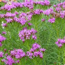 VERNONIA LETTERMANNII, NARROW-LEAF IRON WEED 10 seeds